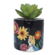 Disney Alice in Wonderland - Plant Pot Faux Boxed (6.5cm)